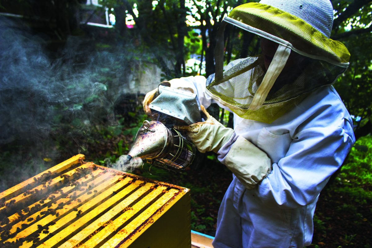 <p>Photographer Kyra Bailey captures the beauty and importance of Oregon’s bee population.</p>