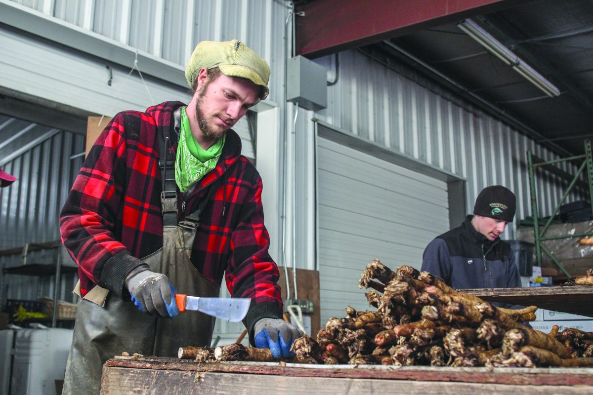 Burdock, a commonly used herb in Japanese dishes, being expertly chopped and boxed for packaging by farmers who work for Winter Green Farm.