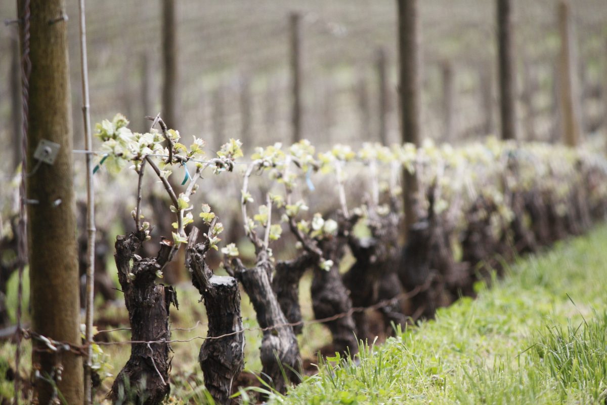 Green shoots on the grapevines emerge growing upward in the springtime.