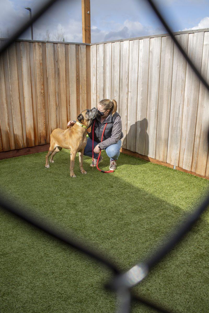 Behavior Coordinator Lauren Rubin brings Missy,a 10-year-old mastiff who was surrendered to Greenhill after her owner passed away,outside to get some training and socialization. Rubin says that cuddling with the dogs is her favorite part of her job. &#8220;It is part of their mental well-being to get attention and so training them is really fun but cuddling them is definitely the most important part,&#8221; Rubin says.