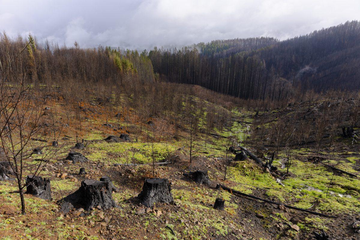 A burnt quiltwork of tree farms and public land blankets the hills above Vida, Oregon. Recent studies, like the 2017 report by Harold Zald and Cristopher Dunn, show that younger stands of conifers often burn more severely than older stands, poking holes in the age-old timber narrative of fire-prevention by logging and replanting.&#160; A fire that consumes an entire young conifer patch may only reach the trunks of the surrounding older, and more fire-resistant stands, as happened here during the Holiday Farm Fire.