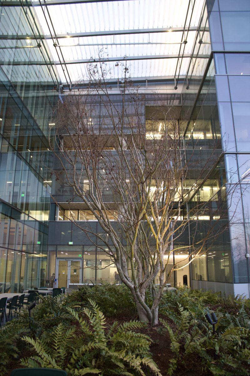 The terrace at the University of Oregon's Phil and Penny Knight Campus for Accelerating Scientific Impact is home to dozens of plants native to Oregon. The goal of the patio is to introduce plants that help local ecosystems while providing a space for decolonial learning.